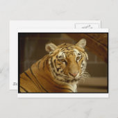 Tiger Picture Postkarte (Vorne/Hinten)