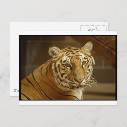 Tiger Picture Postkarte (Vorne/Hinten)