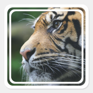 Tiger Picture Sticker
