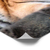 Tiger-Plakat Poster (Ecke)