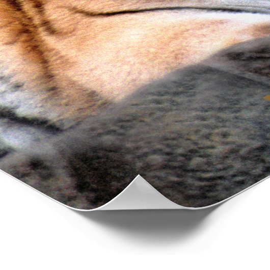 Tiger-Plakat Poster (Ecke)