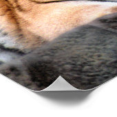 Tiger-Plakat Poster (Ecke)