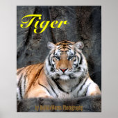 Tiger-Plakat Poster (Vorne)