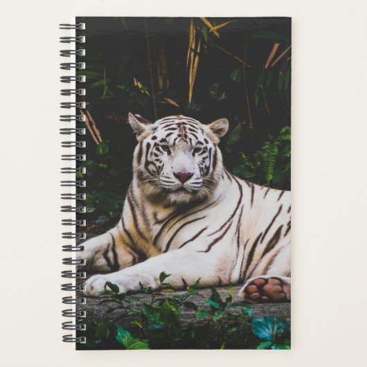 Tiger Planer (Vorderseite)