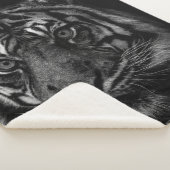 TIGER PORTRAIT IN BW SHERPADECKE (3/4)