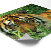 Tiger Portrait Poster (Ecke)