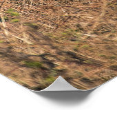 TIGER PORTRAIT POSTER (Ecke)