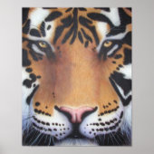 Tiger Portrait Poster (Vorne)