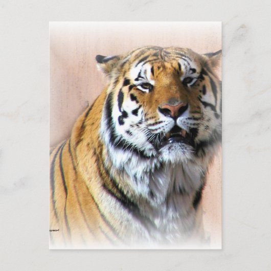 Tiger-Portrait Postkarte (Vorderseite)