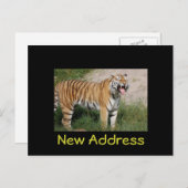 Tiger Postcard "New Address" Ankündigungspostkarte (Vorne/Hinten)