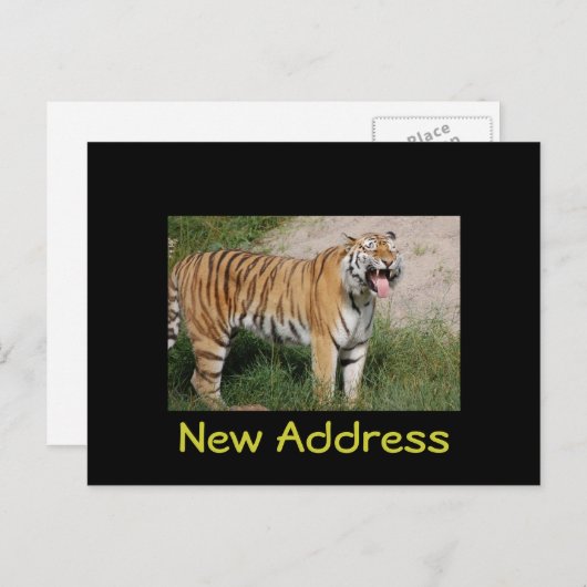 Tiger Postcard "New Address" Ankündigungspostkarte (Vorne/Hinten)