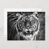 Tiger Postcard Postkarte (Vorne/Hinten)