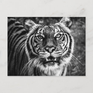 Tiger Postcard Postkarte