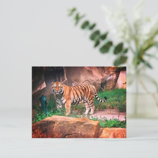 Tiger Postcard Postkarte (Stehend Vorderseite)
