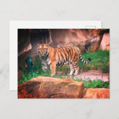 Tiger Postcard Postkarte (Vorne/Hinten)