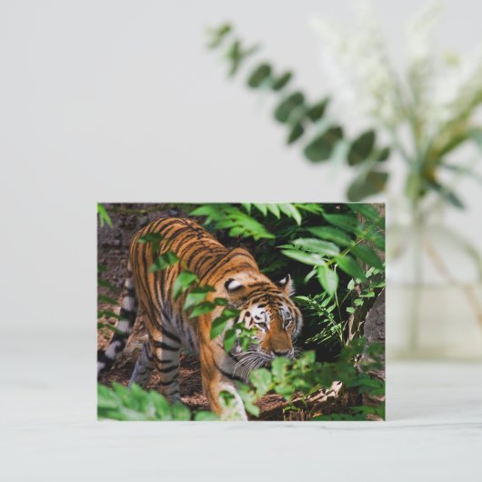 Tiger Postcard Postkarte (Stehend Vorderseite)