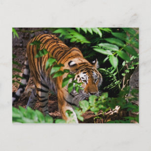 Tiger Postcard Postkarte