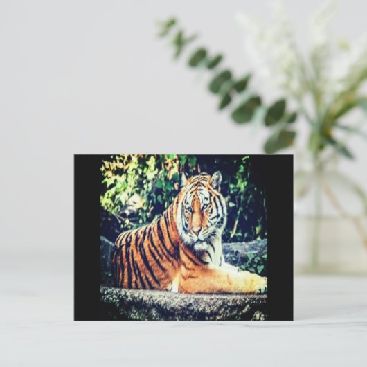 Tiger Postcard Postkarte (Stehend Vorderseite)
