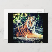 Tiger Postcard Postkarte (Vorne/Hinten)