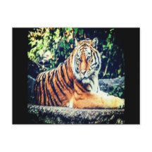 Tiger Postcard