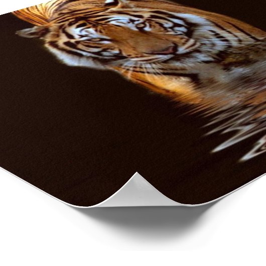 TIGER POSTER (Ecke)