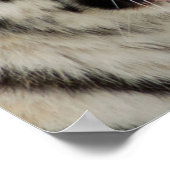 Tiger Poster (Ecke)