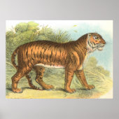 Tiger Poster (Vorne)