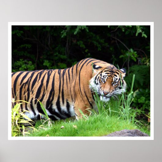 Tiger Poster (Vorne)