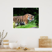 Tiger Poster (Küche)