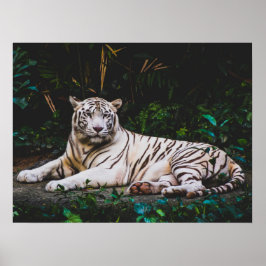 Tiger Poster