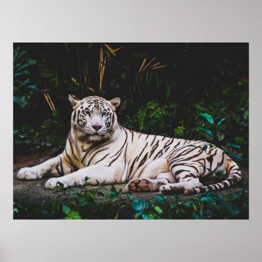 Tiger Poster (Vorne)