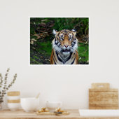 Tiger Poster (Küche)