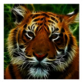 TIGER POSTER (Vorderseite)