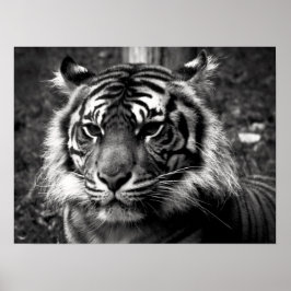 Tiger Poster