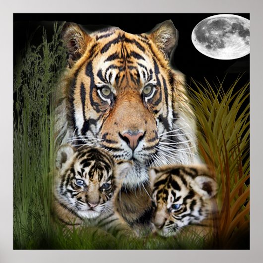 Tiger Poster (Vorne)