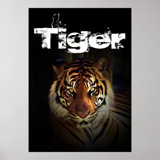 Tiger Poster (Vorne)
