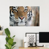 Tiger Poster (Heimbüro)