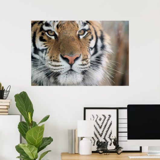 Tiger Poster (Heimbüro)