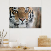 Tiger Poster (Küche)