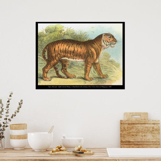 Tiger Poster (Küche)