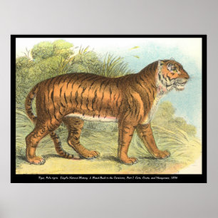 Tiger Poster