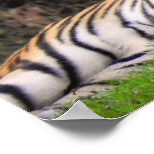 Tiger Poster (Ecke)