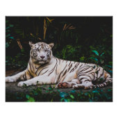 Tiger Poster (Vorderseite)
