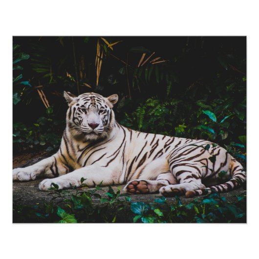 Tiger Poster (Vorderseite)