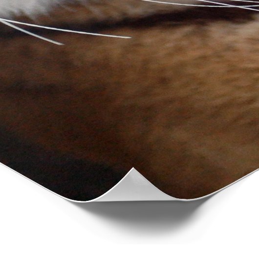 Tiger-Poster Poster (Ecke)