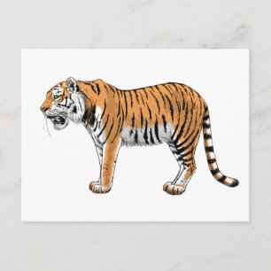 Tiger Postkarte