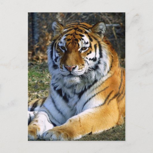 Tiger Postkarte (Vorderseite)