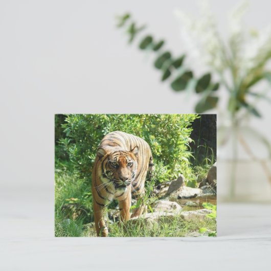 Tiger Postkarte (Stehend Vorderseite)