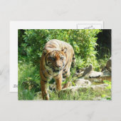 Tiger Postkarte (Vorne/Hinten)
