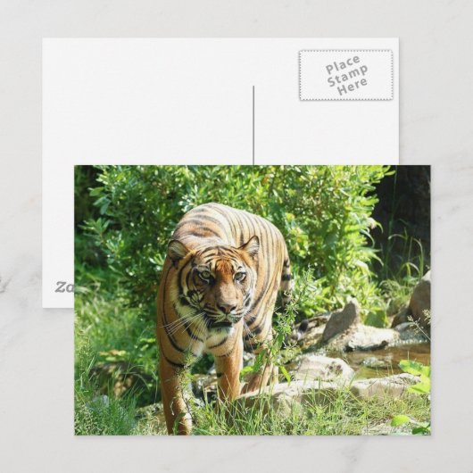 Tiger Postkarte (Vorne/Hinten)